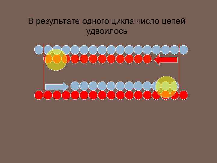 В результате одного цикла число цепей удвоилось 