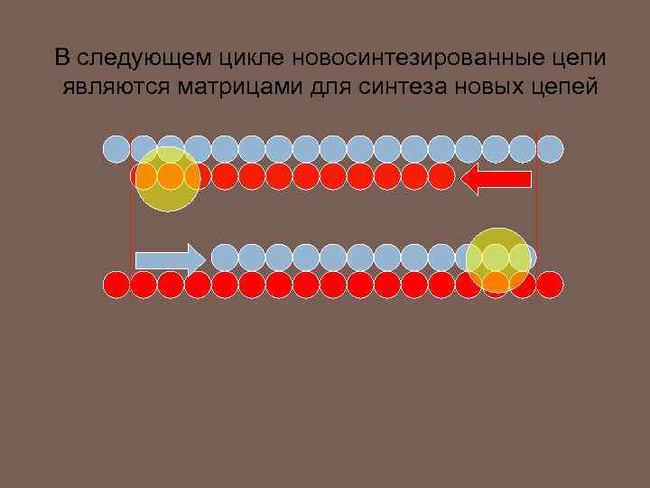 В следующем цикле новосинтезированные цепи являются матрицами для синтеза новых цепей 