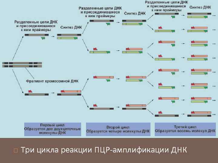  Три цикла реакции ПЦР-амплификации ДНК 