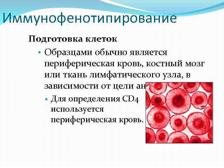 Иммунофенотипирование Подготовка клеток • Образцами обычно является периферическая кровь, костный мозг или ткань лимфатического