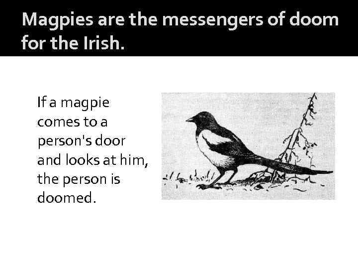 Magpies are the messengers of doom for the Irish. If a magpie comes to