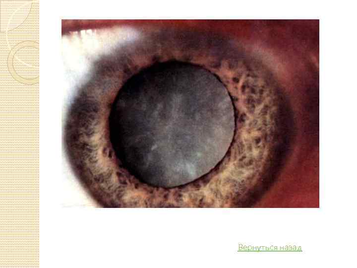 Вернуться назад 