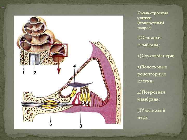 Внутреннее ухо находится в кости. Анатомия улитки внутреннего уха. Строение улитки внутреннего уха. Строение улитки уха анатомия. Внутреннее ухо улитка функции.