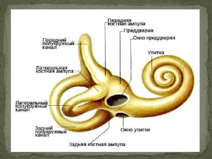 Функция улитки в ухе. Внутреннее ухо улитка анатомия. Внутреннее ухо строение и функции анатомия. Строение костного Лабиринта внутреннего уха.