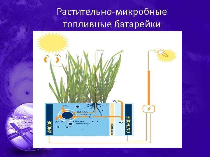 Растительно-микробные топливные батарейки 