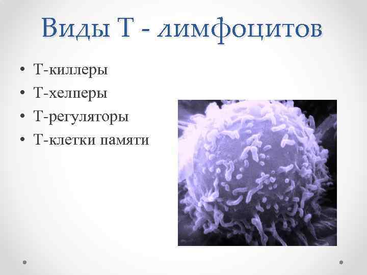 Виды Т - лимфоцитов • • Т-киллеры Т-хелперы Т-регуляторы Т-клетки памяти 