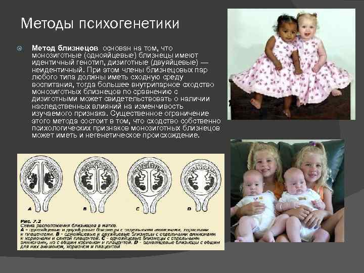 Методы психогенетики Метод близнецов основан на том, что монозиготные (однояйцевые) близнецы имеют идентичный генотип,
