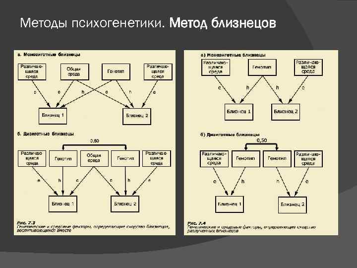 Методы психогенетики. Метод близнецов 