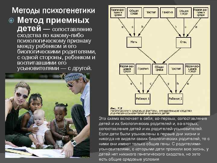 Методы психогенетики Метод приемных детей — сопоставление сходства по какому-либо психологическому признаку между ребенком