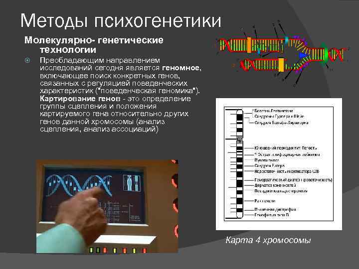 Методы психогенетики Молекулярно- генетические технологии Преобладающим направлением исследований сегодня является геномное, включающее поиск конкретных