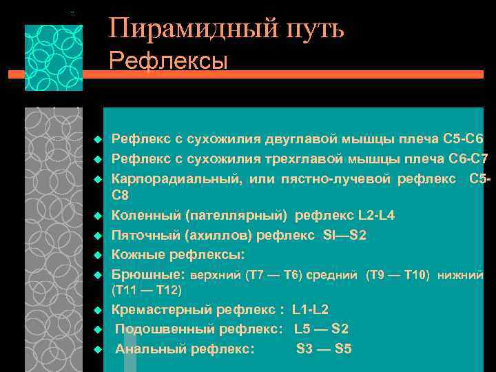 Пирамидный путь Рефлексы u u u u Рефлекс с сухожилия двуглавой мышцы плеча С