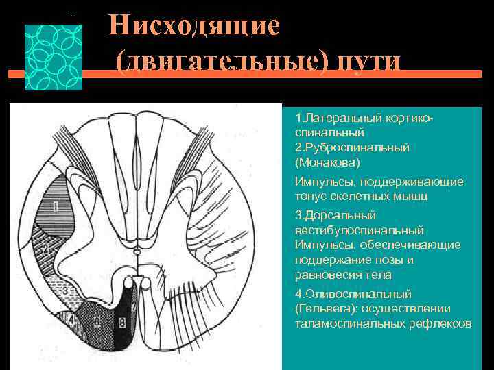 Нисходящие (двигательные) пути 1. Латеральный кортикоспинальный 2. Руброспинальный (Монакова) Импульсы, поддерживающие тонус скелетных мышц