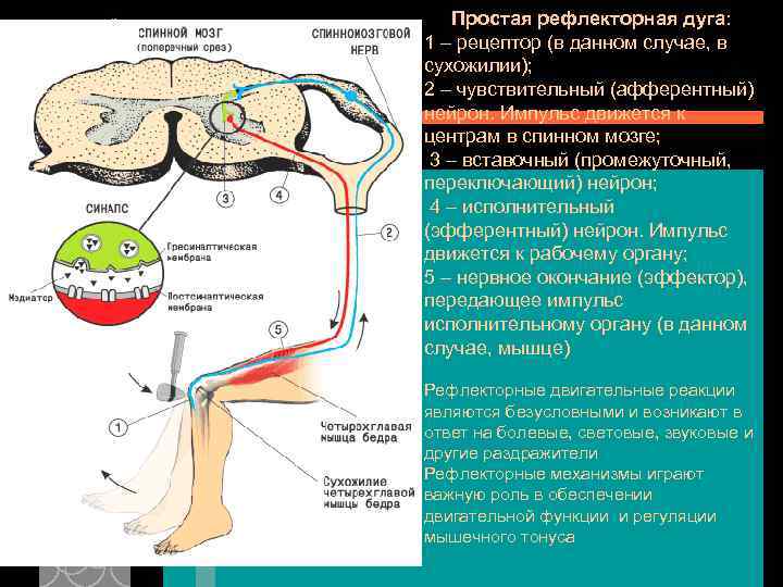 Простая рефлекторная дуга: 1 – рецептор (в данном случае, в сухожилии); 2 – чувствительный