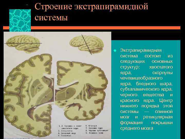 Строение экстрапирамидной системы u Экстрапирамидная система состоит из следующих основных структур: хвостатого ядра, скорлупы