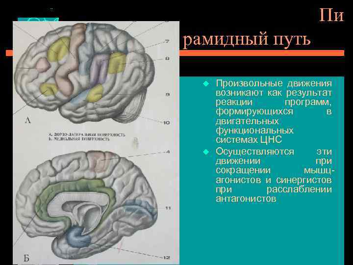  Пи рамидный путь u u Произвольные движения возникают как результат реакции программ, формирующихся