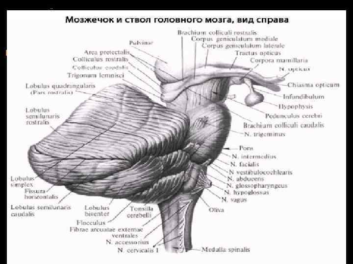 2 мозжечка. Мозжечок и ствол мозга вид справа. Ножки мозжечка функции.