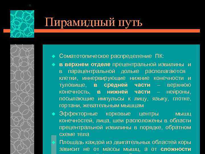 Пирамидный путь u u Соматотопическое распределение ПК: в верхнем отделе прецентральной извилины и в