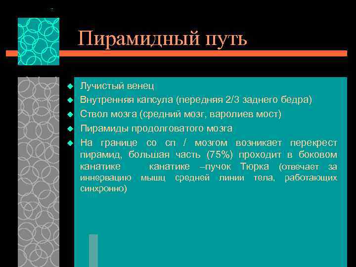 Пирамидный путь u u u Лучистый венец Внутренняя капсула (передняя 2/3 заднего бедра) Ствол