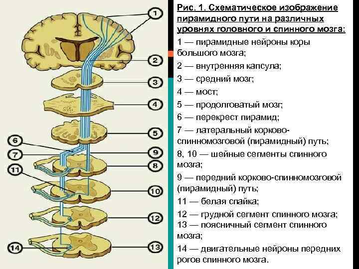 Экстрапирамидная система картинки