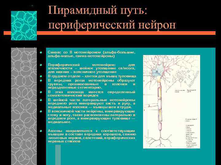 Пирамидный путь: периферический нейрон u Синапс со II мотонейроном (альфа-большие, альфа-малые, гамма-мотонейроны) u Периферический