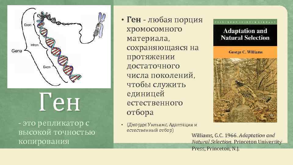  • Ген - любая порция Ген - это репликатор с высокой точностью копирования