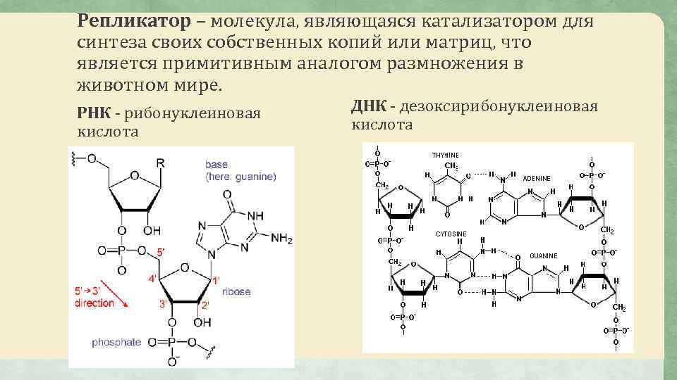 Репликатор – молекула, являющаяся катализатором для синтеза своих собственных копий или матриц, что является