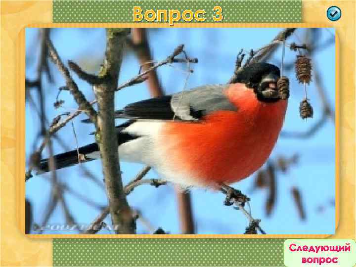 Вопрос 3 По красоте занимает одно из первых мест среди нашей фауны. Он, несомненно,