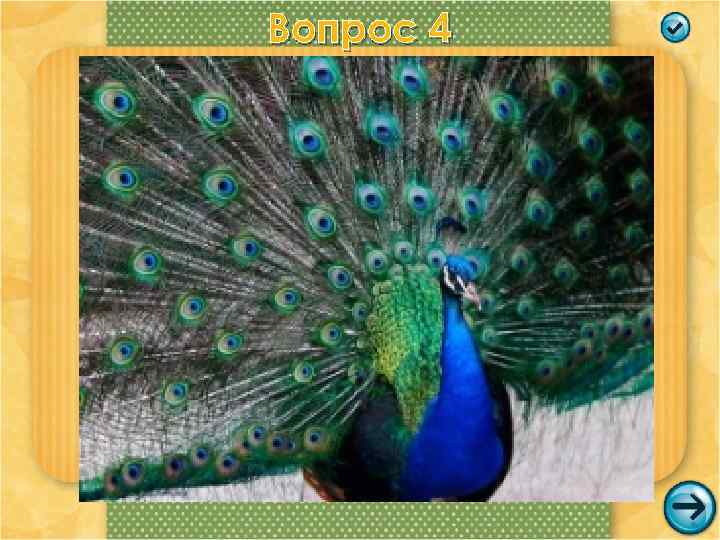Вопрос 4 Всем известно, что они– одни из самых красивых и редких птиц. Самцы