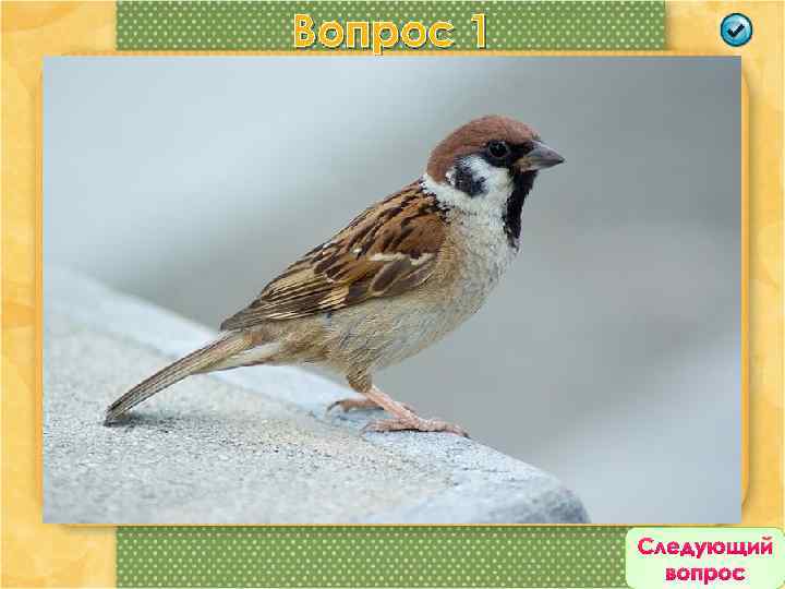 Вопрос 1 Уже давно живут рядом с нами в городах и деревнях. Они поселяются