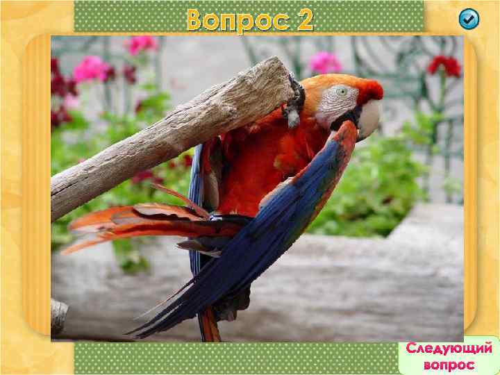 Вопрос 2 Великолепно летают и проворно лазают по деревьям. Их мощный клюв служит прекрасным