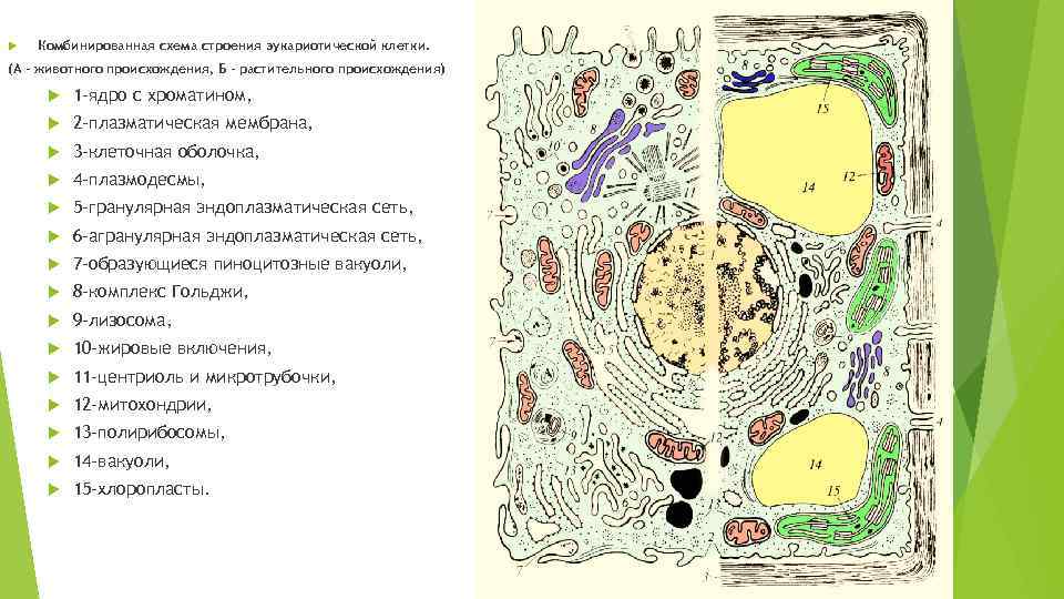  Комбинированная схема строения эукариотической клетки. (А - животного происхождения, Б - растительного происхождения)