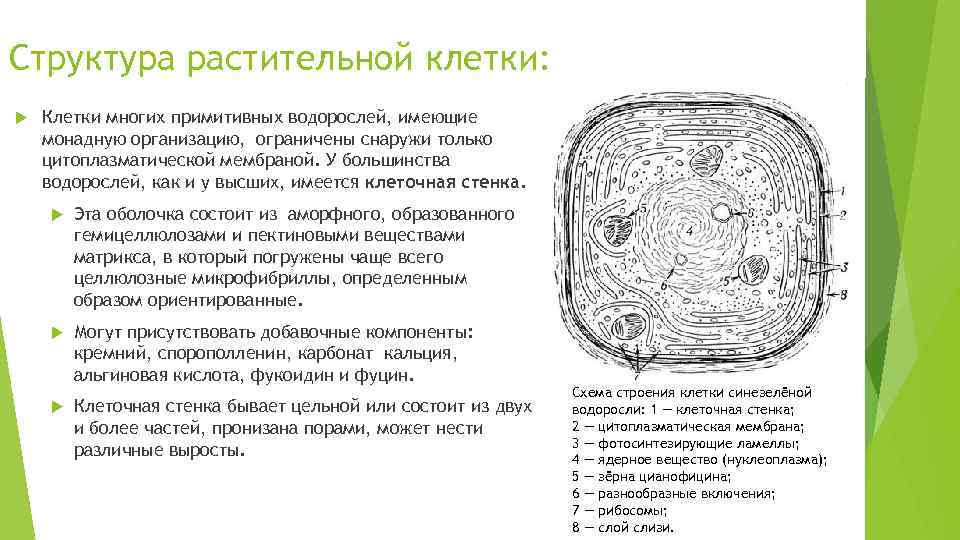 Особенности строения оболочки растительной клетки