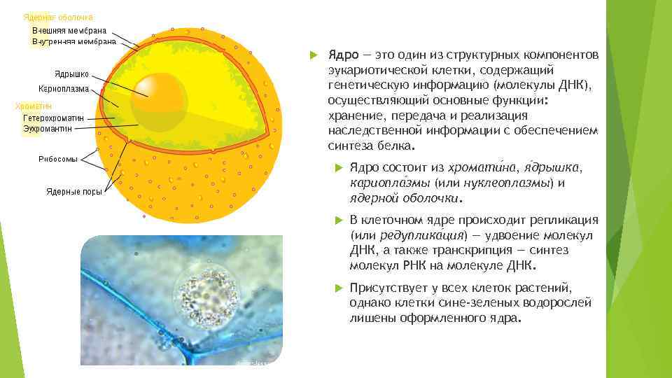 Ядро содержит наследственную информацию. Ядро клетки растения. Ядерный аппарат растительной клетки. Из чего состоит ядрышко клетки.