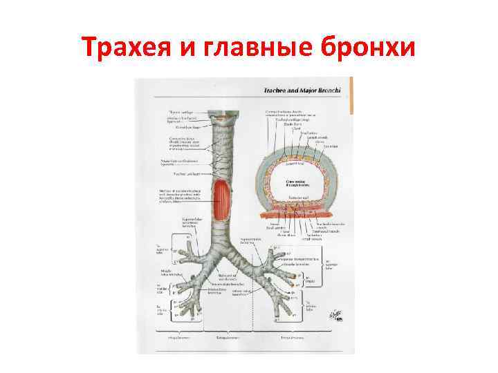 Трахея и главные бронхи 