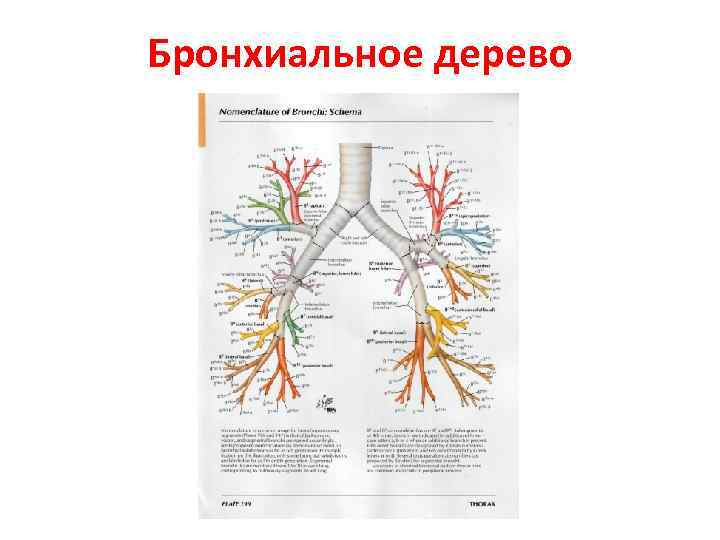 Бронхиальное дерево 