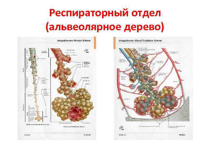 Респираторный отдел (альвеолярное дерево) 