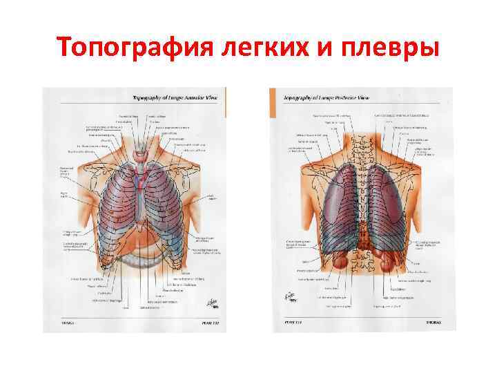 Топография легких и плевры 