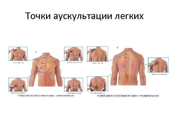 Точки аускультации легких 