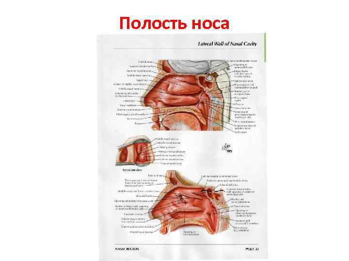 Полость носа 