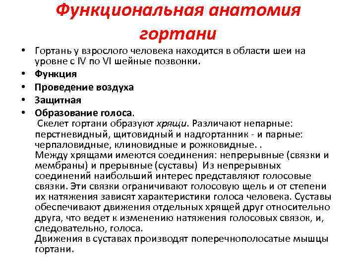 Функциональная анатомия гортани • Гортань у взрослого человека находится в области шеи на уровне