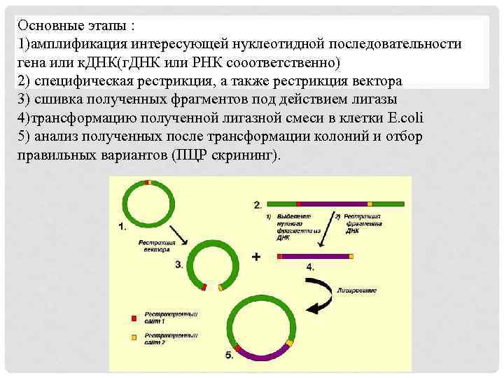 Основные этапы : 1)амплификация интересующей нуклеотидной последовательности гена или к. ДНК(г. ДНК или РНК