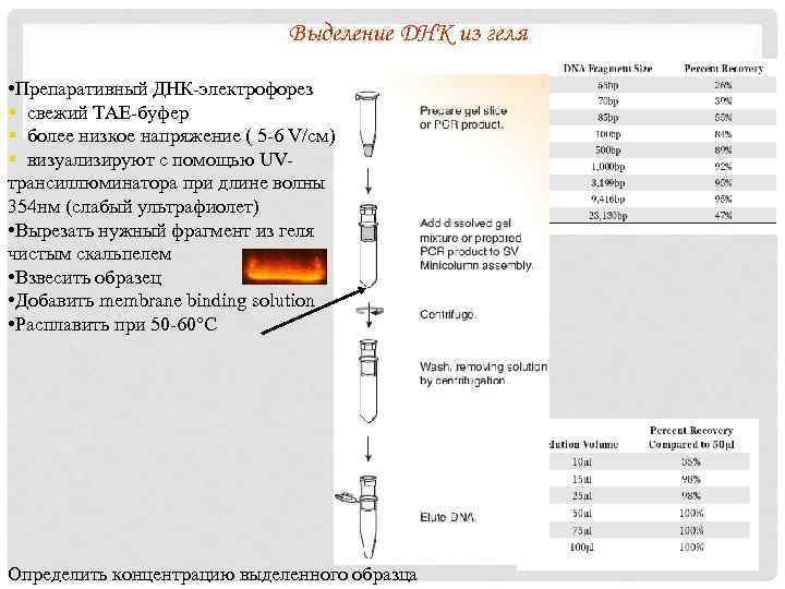Выделение ДНК из геля • Препаративный ДНК-электрофорез § свежий TAE-буфер § более низкое напряжение