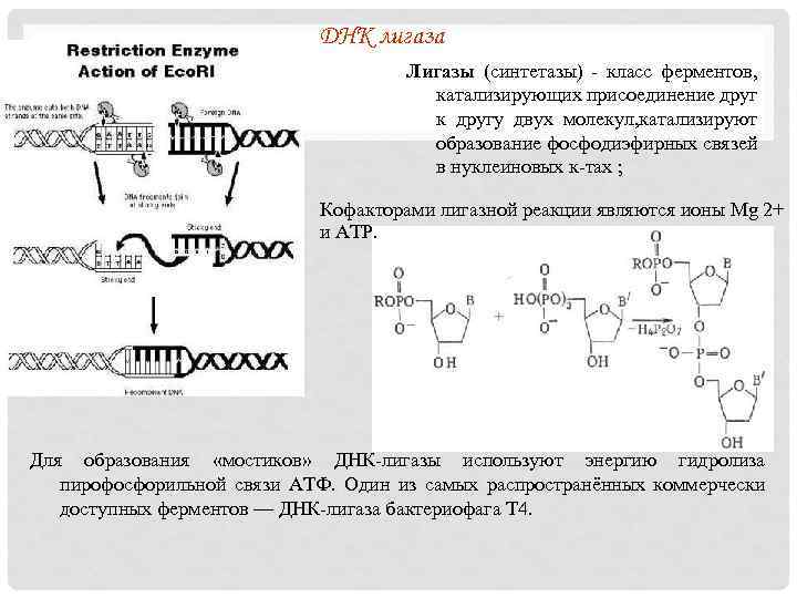 ДНК лигаза Лигазы (синтетазы) - класс ферментов, катализирующих присоединение друг к другу двух молекул,