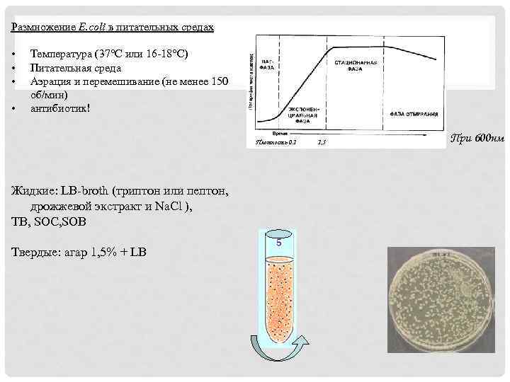 Размножение E. coli в питательных средах • • Температура (37°С или 16 -18°С) Питательная