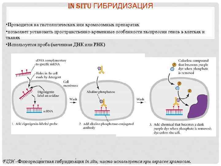 IN SITU ГИБРИДИЗАЦИЯ • Проводится на гистологических или хромосомных препаратах • позволяет установить пространственно-временные