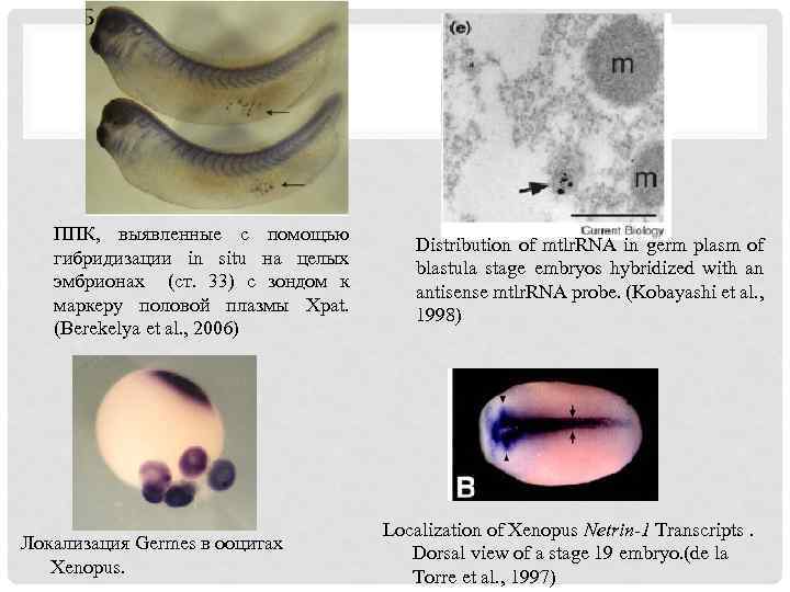 ППК, выявленные с помощью гибридизации in situ на целых эмбрионах (ст. 33) с зондом