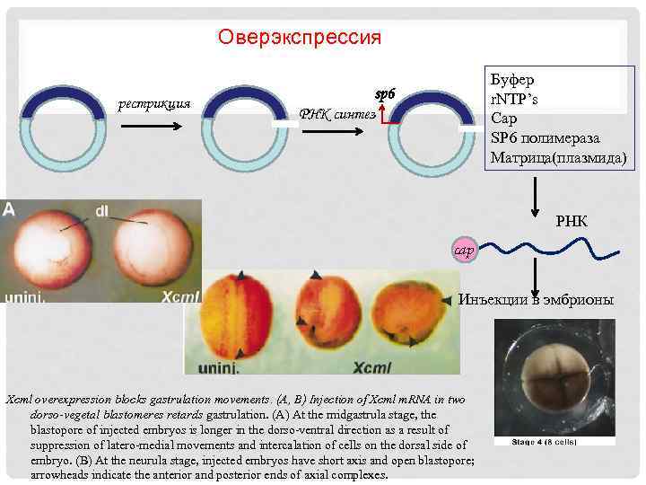 Оверэкспрессия рестрикция Буфер r. NTP’s Cap SP 6 полимераза Матрица(плазмида) sp 6 РНК синтез