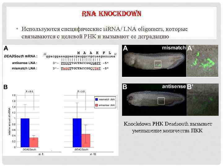 RNA KNOCKDOWN • Используются специфические si. RNA/ LNA oligomers, которые связываются с целевой РНК