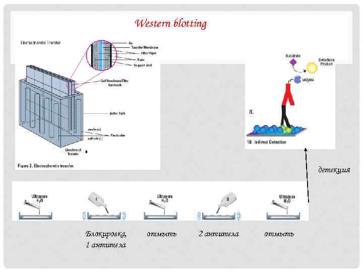 Western blotting детекция Блокировка, 1 антитела отмыть 2 антитела отмыть 