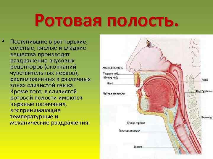 Полость рта положение. Нервная регуляция ротовой полости. Нервная система ротовой полости. Схема нервов ротовой полости.